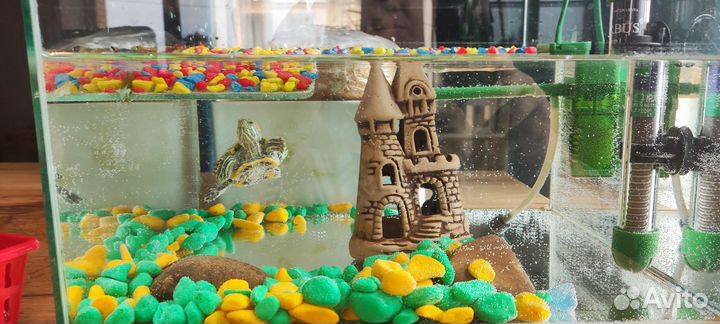 Продам черепашку с аквариумом