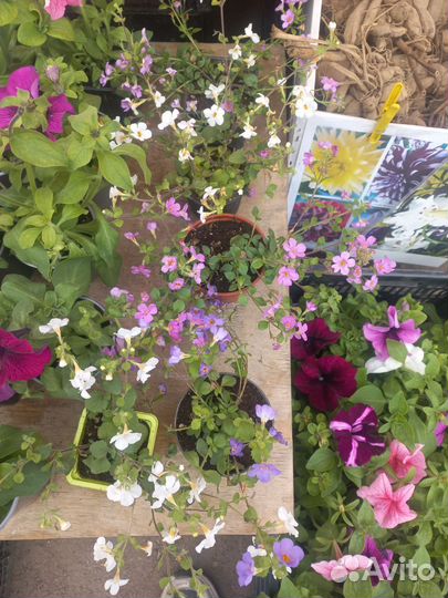 Петунья ампельная