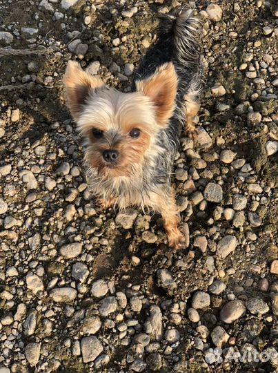 Кобель ищет сучку