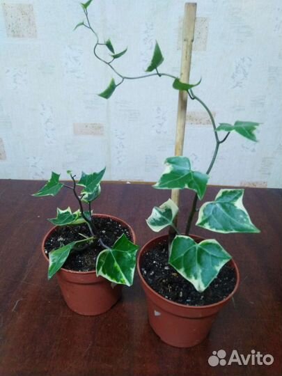 Крестовник Крупноязычковый