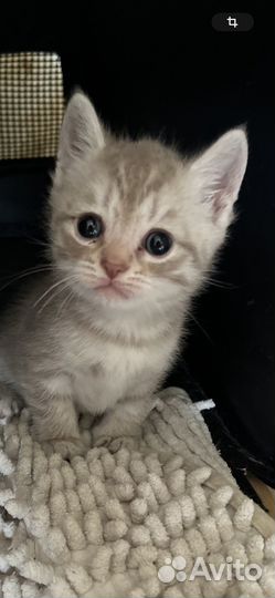 Шотландская Девочка Скоттиш Страйт