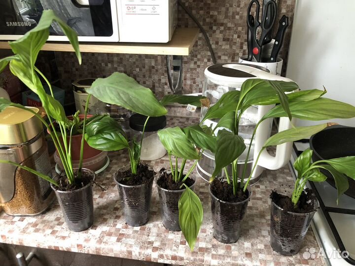 Спатифиллум