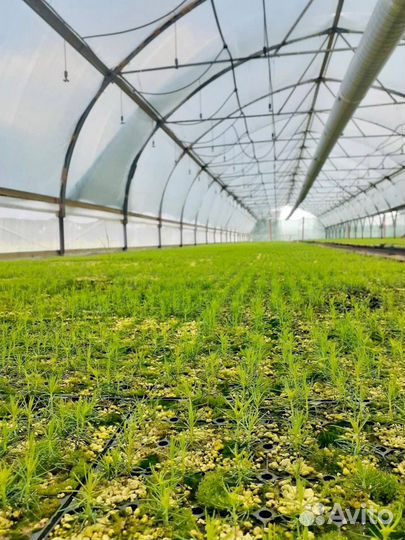 Посадочный материал зкс сеянцы Сосна Ель саженцы