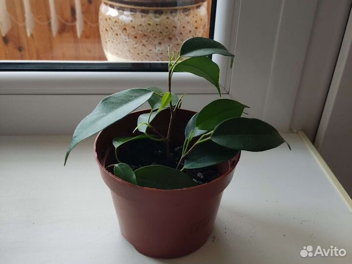 Фикус бенджамина