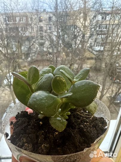 Денежное дерево толстянка