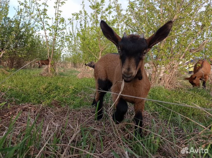 Козлята чешские
