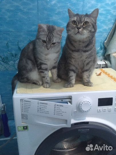 Британская