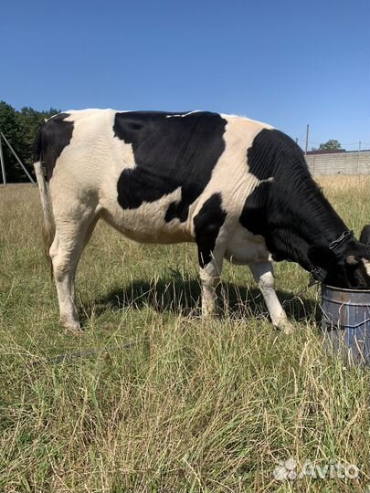 Телка 1.5 года