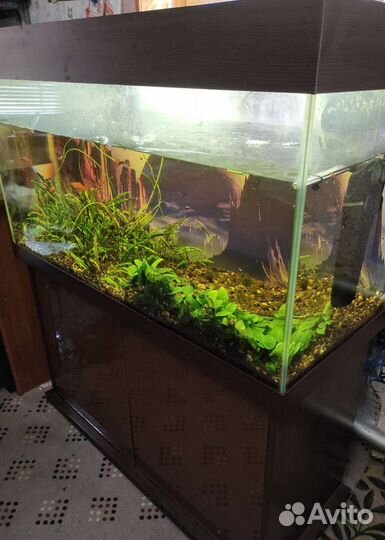 Аквариум с тумбой 200литров