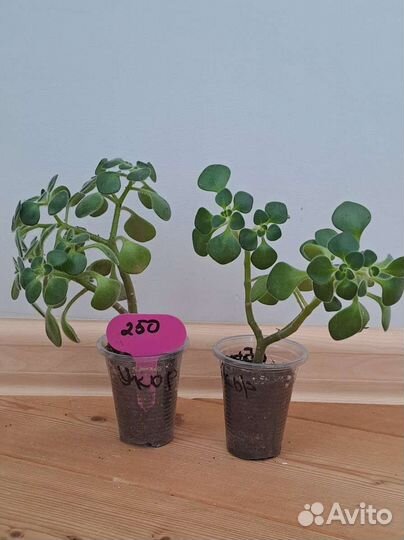 Дерево любви и счастья Аихризон