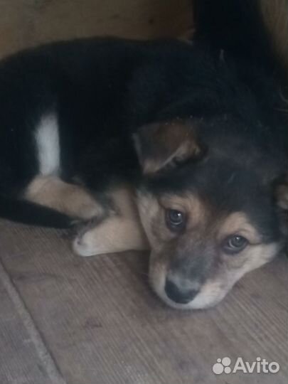 Щенок в добрые руки