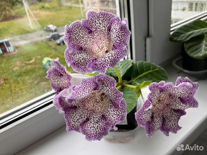 Продается глоксиния цветущая