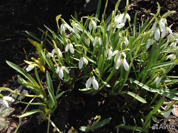 Цветы Прайс Ч.2 Луковичные