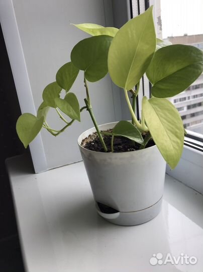 Сциндапсус неон