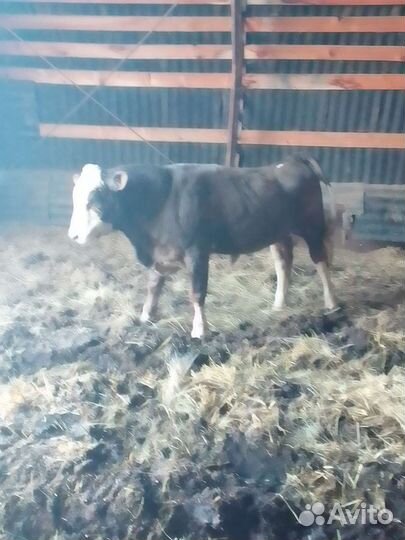 Быки и телки