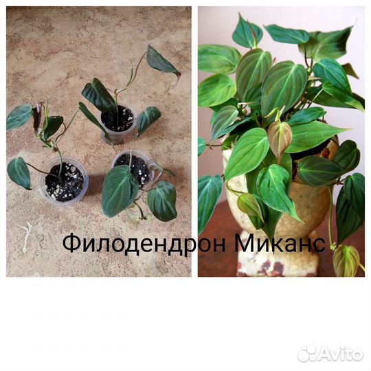 Комнатные цветы