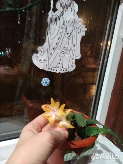 Цветок декабрист