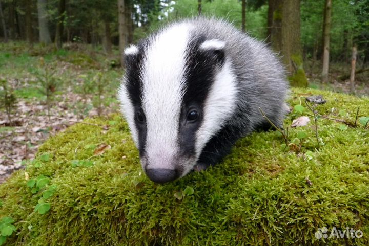 Барсучий жир