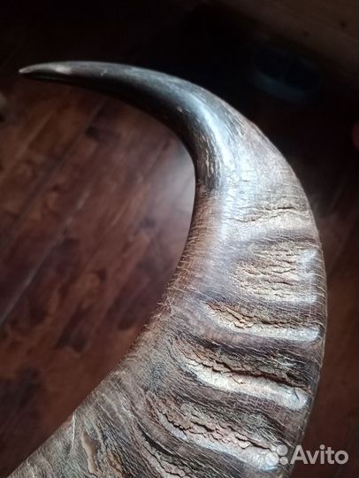 Buffalo Horn (рога буйвола)
