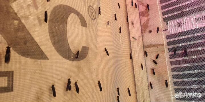 Яйца чёрной львинки