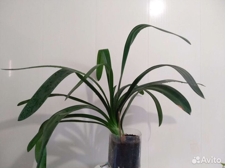 Кливия киноварная (оранжевая)