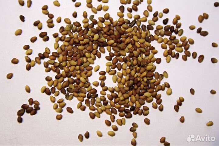 Семена Клевер Розовый Гибридный опт