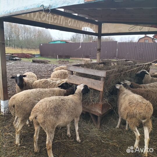 Овцы бараны