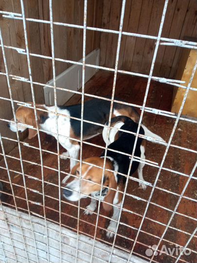 Эстонская гончая щенки