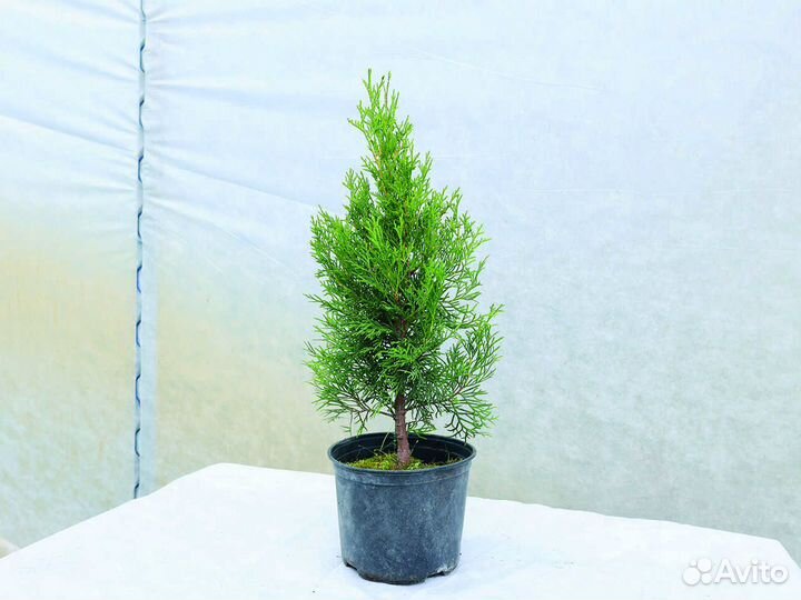 Туя западная 