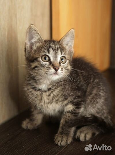 Котенок 2,5 месяца девочка