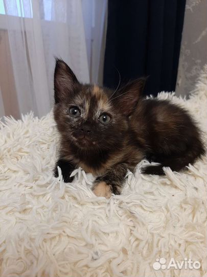 Ласковая малышка в добрые руки