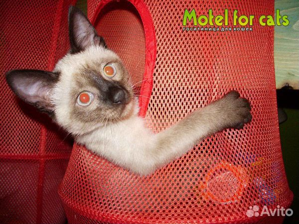 Передержка, гостиница для животных