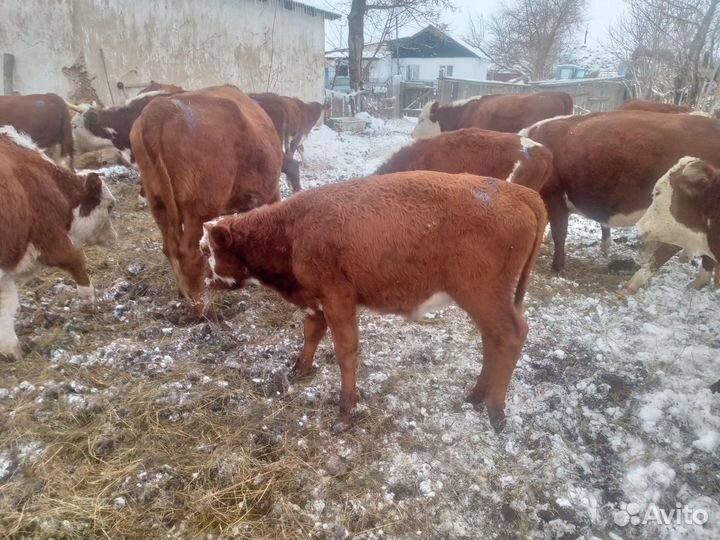 Телята Быки и Телки