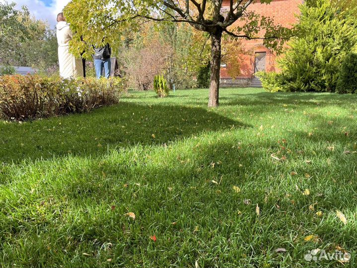 Рулонный газон для дачи и сада