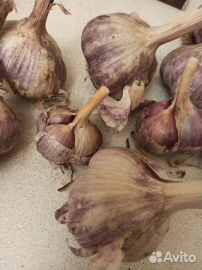 Чеснок деревенский озимый