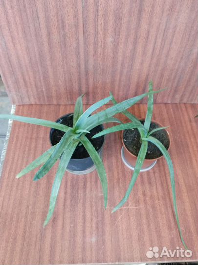 Замиокулькас,аихризон,сингониум,кактус,диффенбахия