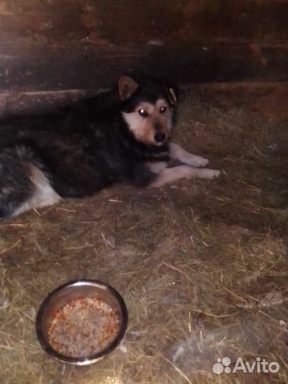 Собака в добрые руки отдам бесплатно