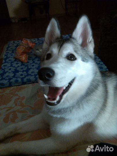 Передержка собак И кошек