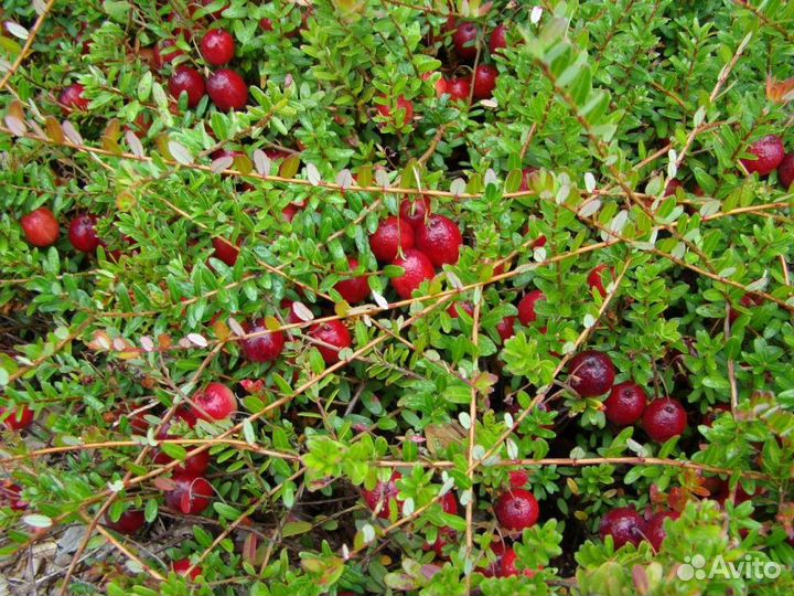 Клюква садовая саженцы