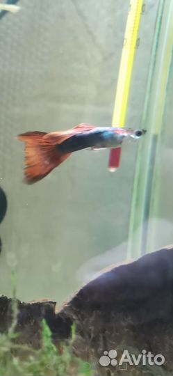 Улитки, мальки, гуппи