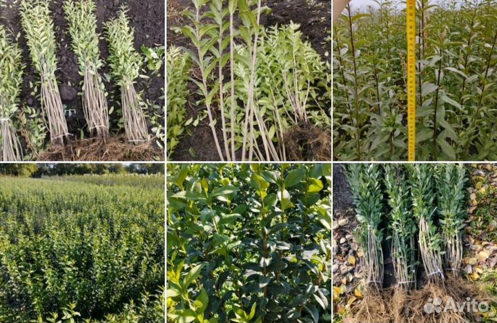 Живая изгородь бирючина