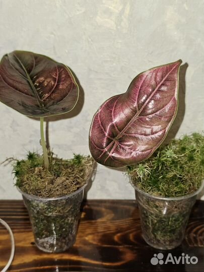 Алоказия Азлани