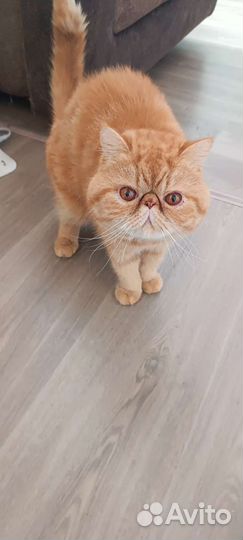 Кот Экзот