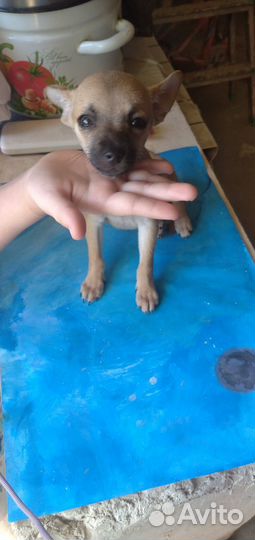 Щенки чихуахуа стандарт