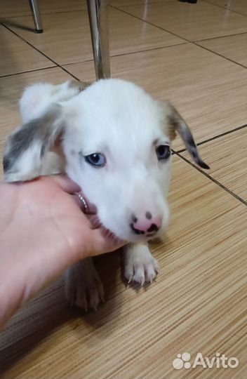 Малышка Пеппа с голубыми глазками ищет дом