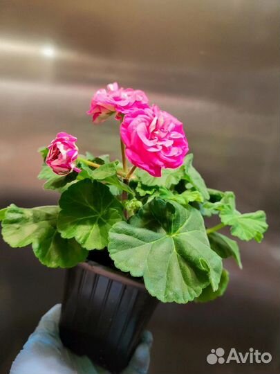 Герань пеларгония