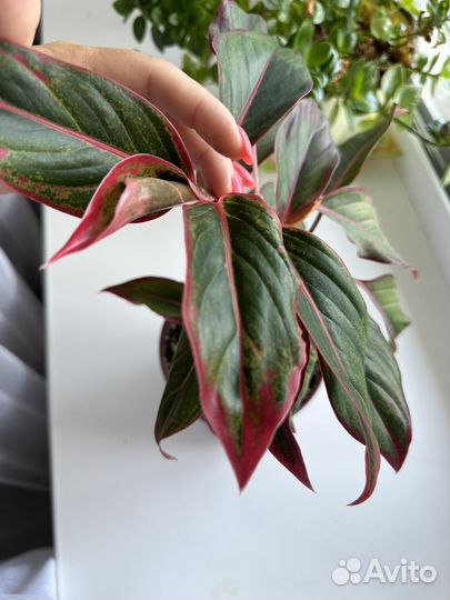 Аглоунема и 3 отводка