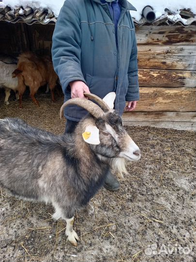 Козы, козлят, козлики