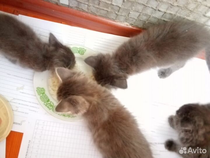 Котята в добрые руки