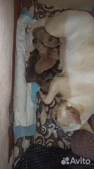 Щенки французского бульдога